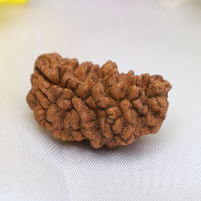 1 Mukhi Rudraksha