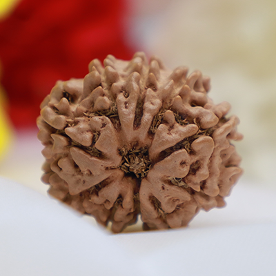 10 Mukhi Rudraksha