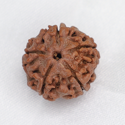 5 Mukhi Rudraksha