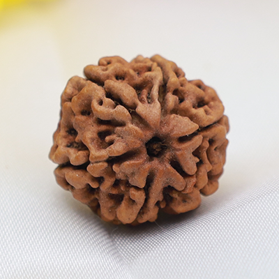 6 Mukhi Rudraksha