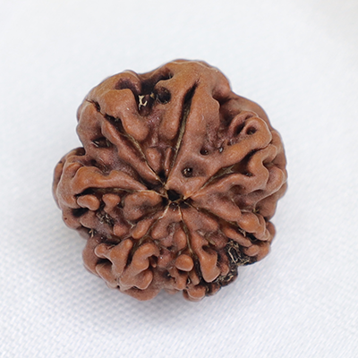 7 Mukhi Rudraksha