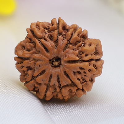 9 Mukhi Rudraksha