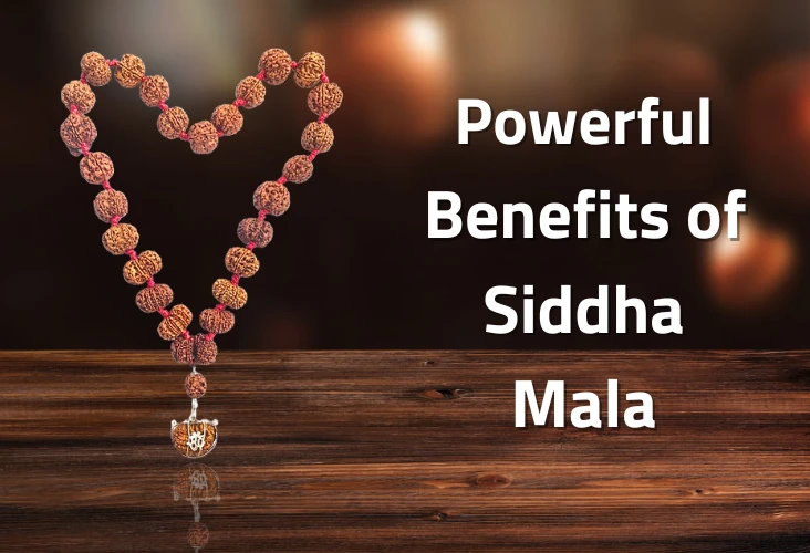Siddha Mala 1 to 14 Mukhi Rudraksha Mala Benefits, Price and Types