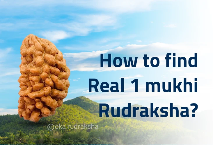 Where can I buy genuine ek mukhi rudraksha?