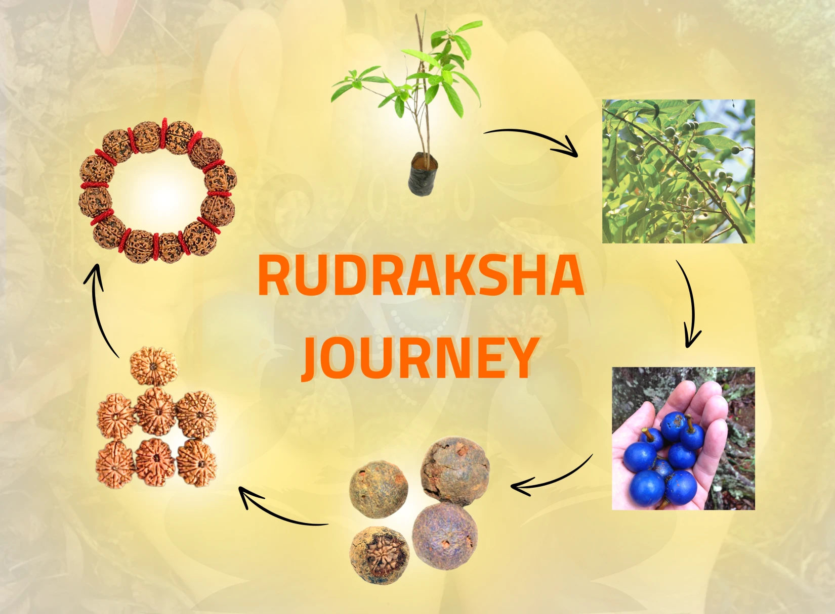 The Journey of Rudraksha from Nepal to Your doorstep