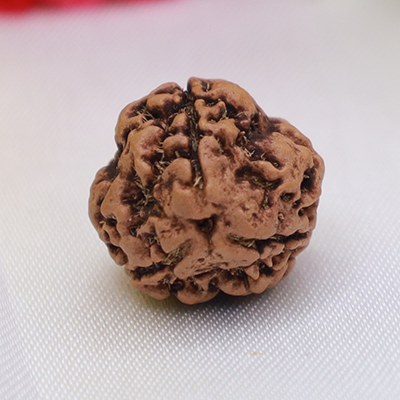3 Mukhi Rudraksha 