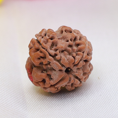 4 Mukhi Rudraksha 