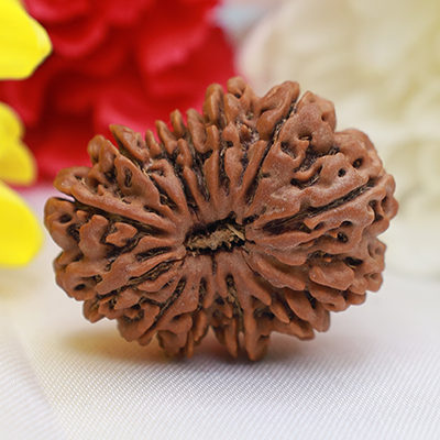 13 Mukhi Rudraksha 