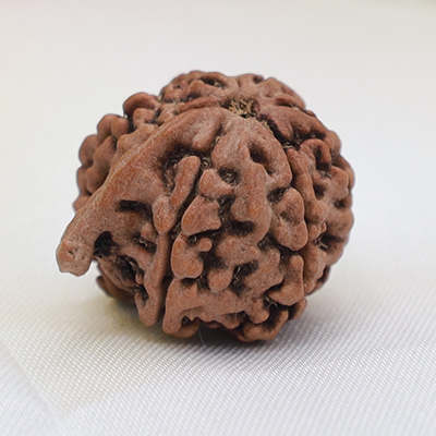 Ganesha Rudraksha 