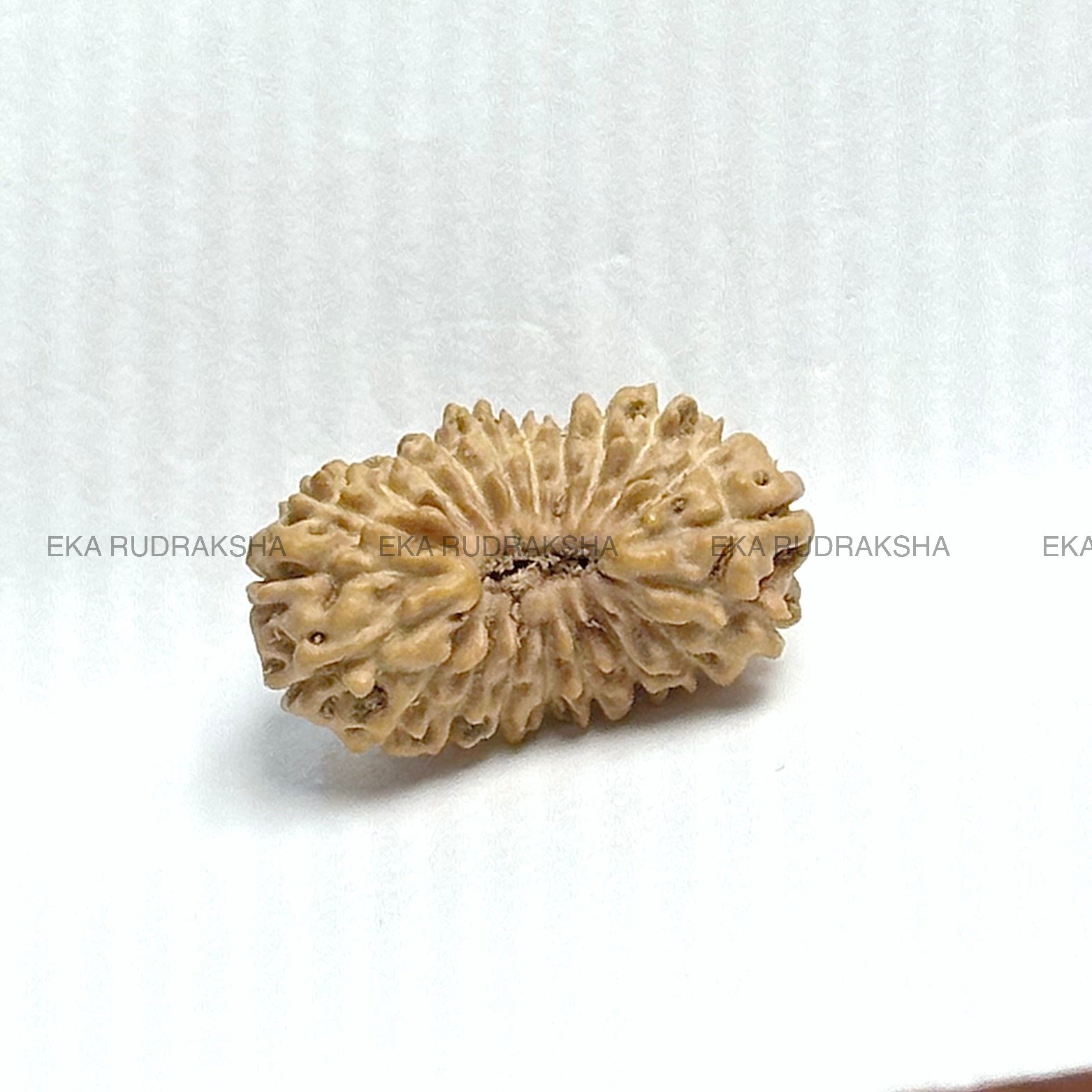 21 Mukhi Rudraksha 