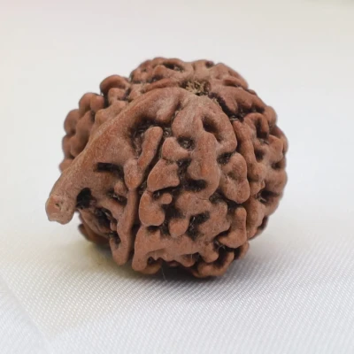 Regular Ganesha Rudraksha Medium size Nepal Origin lab Certified bead Vinayaka good luck