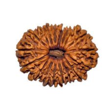 18 Mukhi Rudraksha