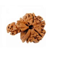 Savaar Rudraksha