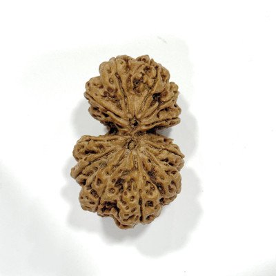 Super rare gaurishankar world largest nepal rudraksha for collectors