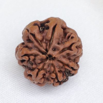 Large 7 Mukhi Nepal Rudraksha Lab certified bead Maa Laxmi