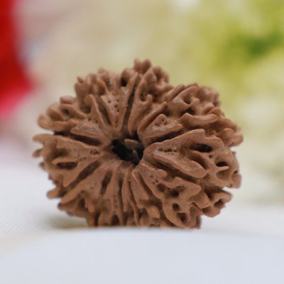 Large 12 Mukhi Rudraksha Nepal origin lab Certified Surya dev for courage name face success Sun balance