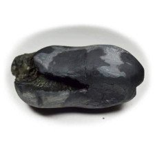 Kurma avatar Shaligram