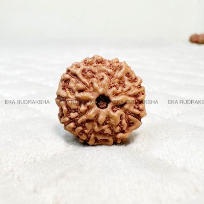 9 Mukhi Protection Rudraksha