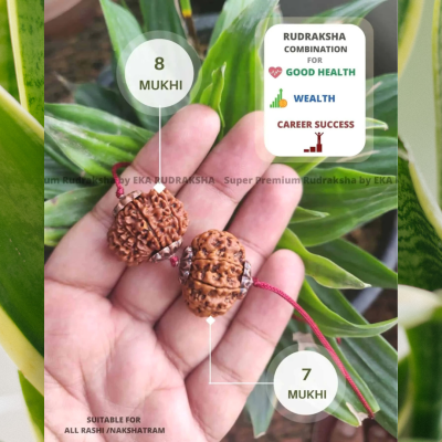 Rudraksha combination for good health, wealth & success 8 mukhi + 7 mukhi