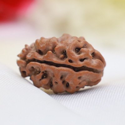 Regular 2 Mukhi rudraksha Medium Nepali Lab Certified bead Shiva Shakti Ardhanaareshwar Moon emotional balance Marriage love happiness