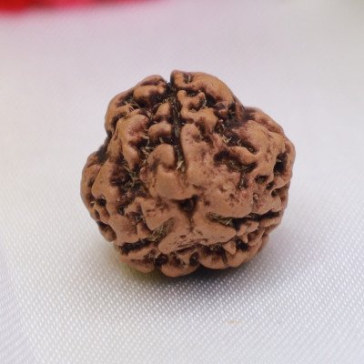 3 Mukhi Rudraksha