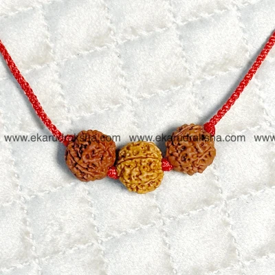 Saraswati bandh rudraksha combination by Eka Rudraksha 4 mukhi 6 mukhi