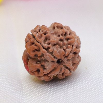 Regular 4 Mukhi Rudraksha Nepali Lab Certified bead Saraswati Brahma for study memory wisdom children Mercury balance