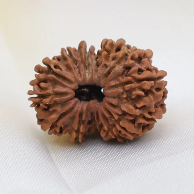 Large 14 Mukhi Rudraksha Nepal Origin lab Certified bead Shiva Hanuman for success intution future prediction sixth sense
