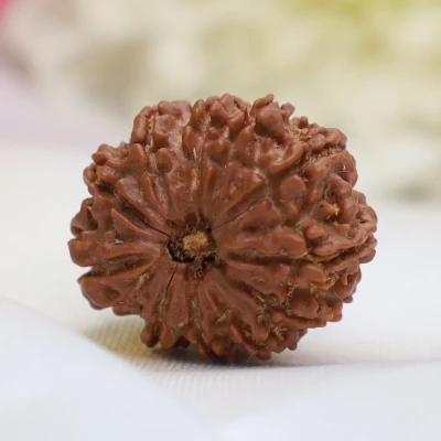 Regular Nepal origin 11 Mukhi Rudraksha Medium size hanuman bead lab certified for courage strength fearlessness Mars balance