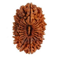 Nepali 21 Mukhi Rudraksha original lab tested super rare luxury wealth power