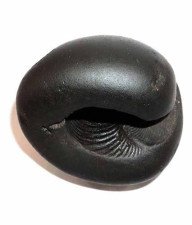 Original Hyagriva Shaligram
