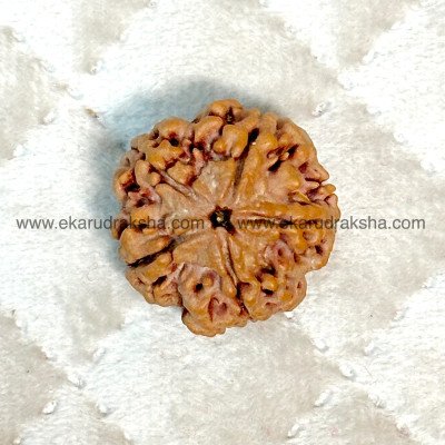 Nepal 5 Mukhi Rudraksha Extra Large Collector Quality Bead 25, 26, 27, 28 ,28 mm Lab Certified Lord Shiva Blessings