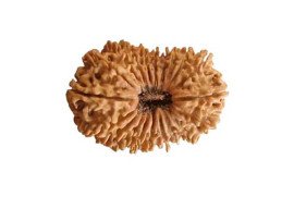 20 Mukhi Rudraksha Online