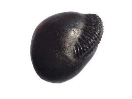 Original Matsya avatar Shaligram