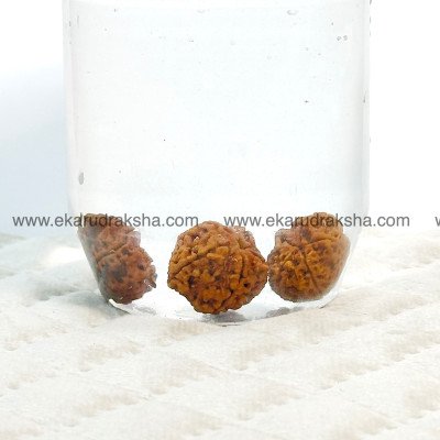 Water therapy Panchamukhi 5 face medicated Rudraksha Set of 3 immune digestion cure ayurvedic therapy beads