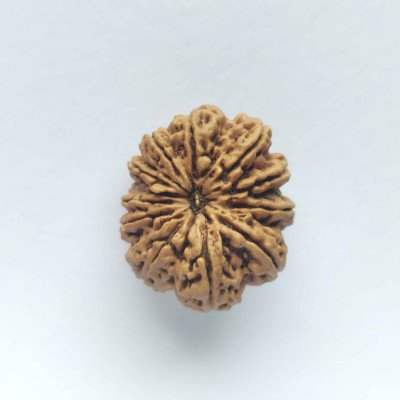 12 Mukhi Rudraksha Super Collector