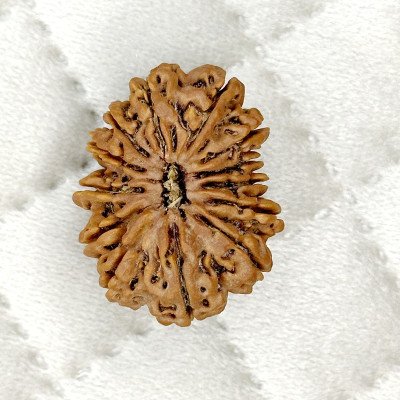 Collector 13 Mukhi Rudraksha Nepal Origin lab certified Lord Indra