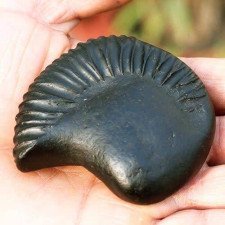 Narshima avatar Shaligram