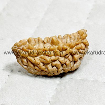 Regular 1 Mukhi Rudraksha medium half moon Kaju bead chandrakaar Eka mukhi Lab Certified Lord Shiva