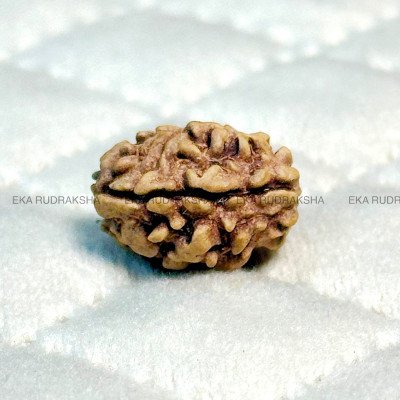 2 Mukhi Rudraksha Himalaya