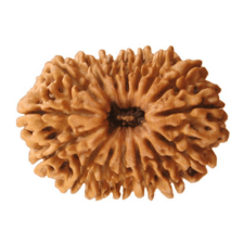 Original 16 Mukhi Rudraksha Regular Nepali origin
