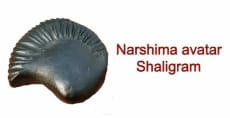 Narshima avatar Shaligram